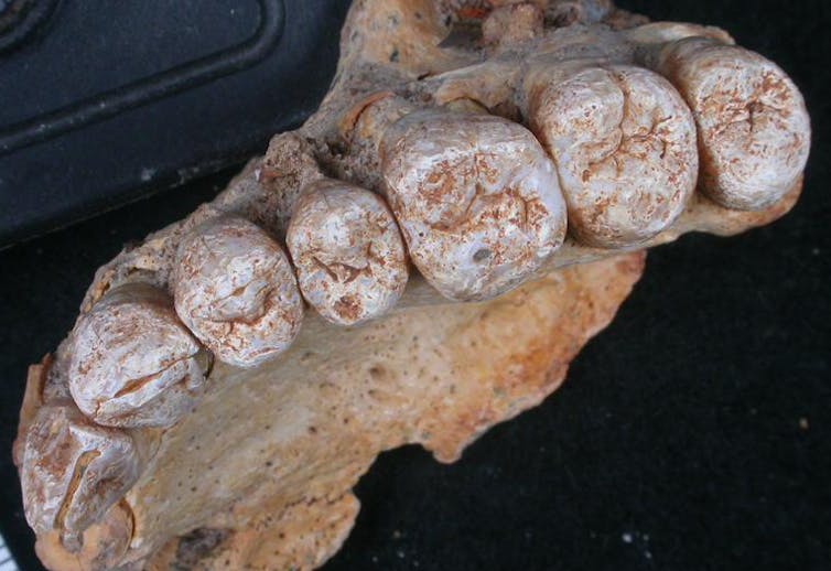 Fossil Jawbone from Israel Is the Oldest Modern Human Found Outside Africa Fossil Jawbone from Israel Is the Oldest Modern Human Found Outside Africa