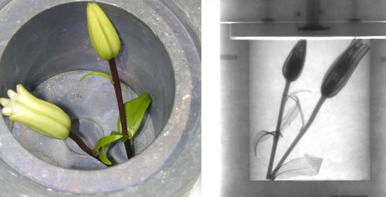 Neutrons, another type of radiation, work differently than x-rays. Neutrons can shine straight through heavy objects like metals but are stopped by lighter objects. This picture is a neutron radiograph showing a soft flower inside a thick and heavy lead box. darpa.mil