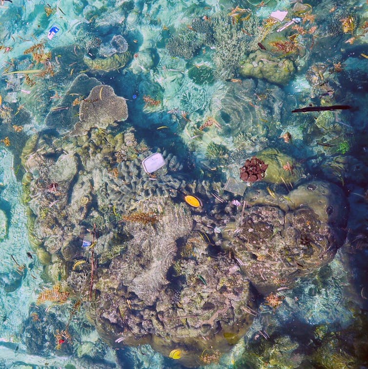 TRASH. Plastic debris floating over corals. Kathryn Berry