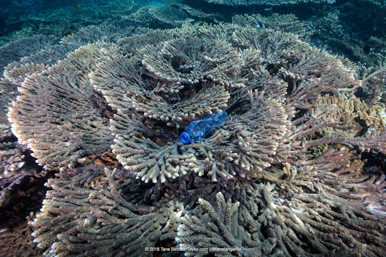 A plastic bottle trapped on a coral reef. Tane Sinclair-Taylor, Author provided Joleah Lamb, Cornell University