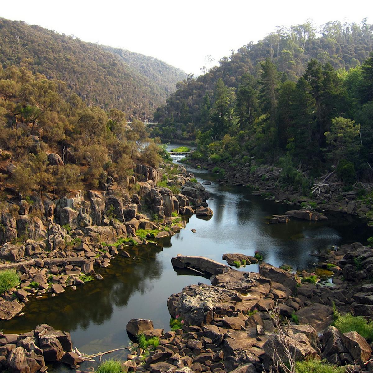 Australian Endangered Species Tasmanian Torrent Midge Australian Endangered Species Tasmanian Torrent Midge
