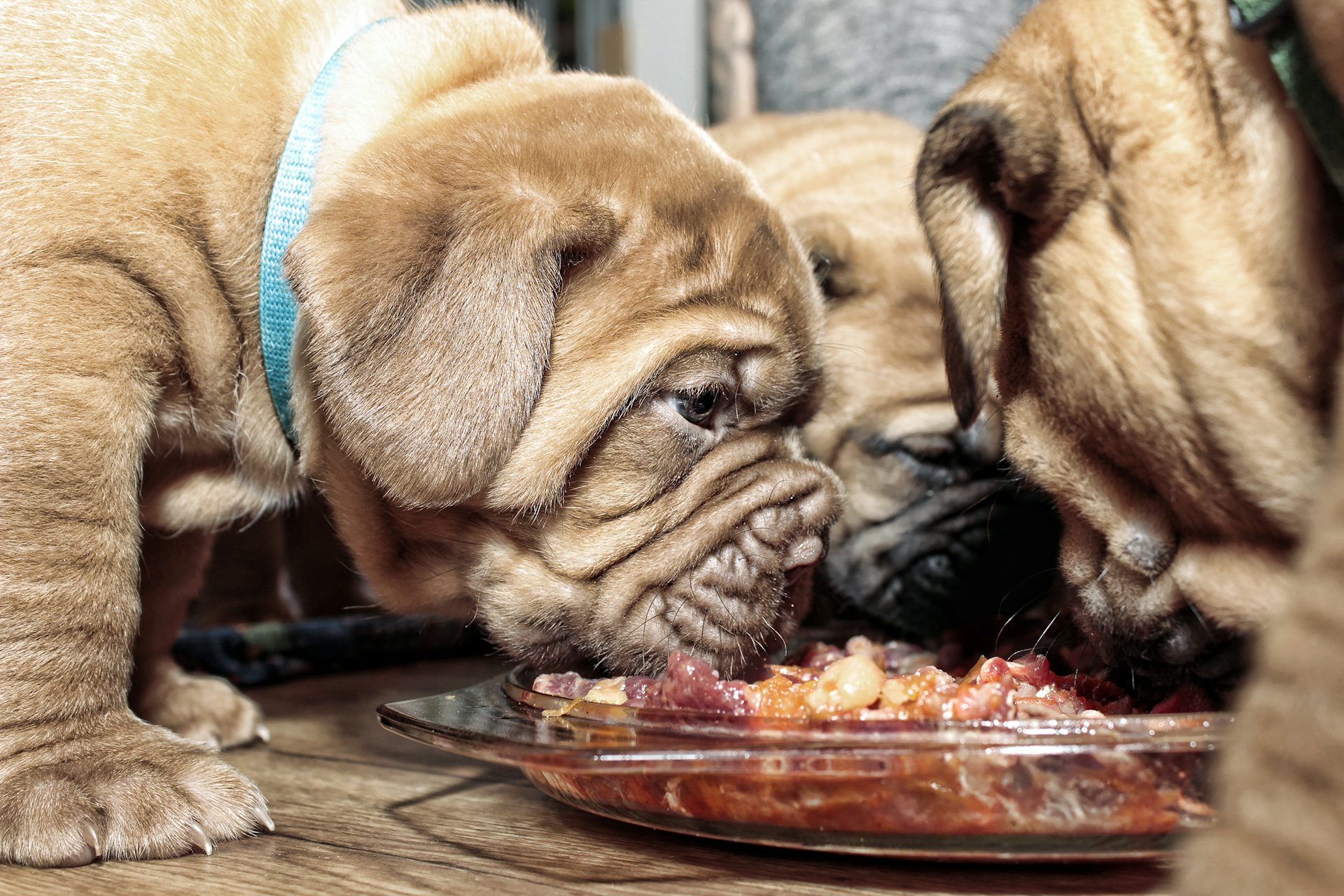 can puppies eat raw steak