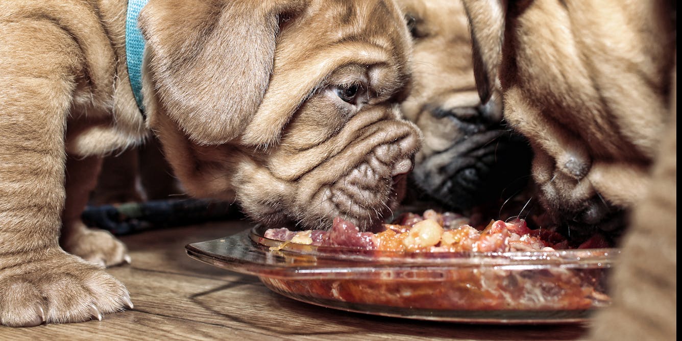 Should you feed your pet raw meat The real risks of a traditional 