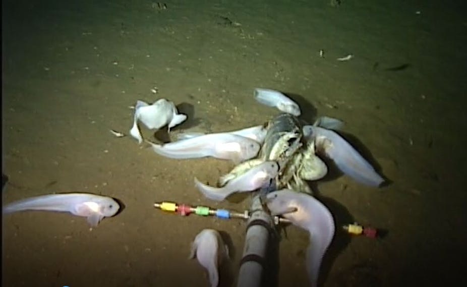 The Deepest Dwelling Fish In The Sea Is Small Pink And Delicate