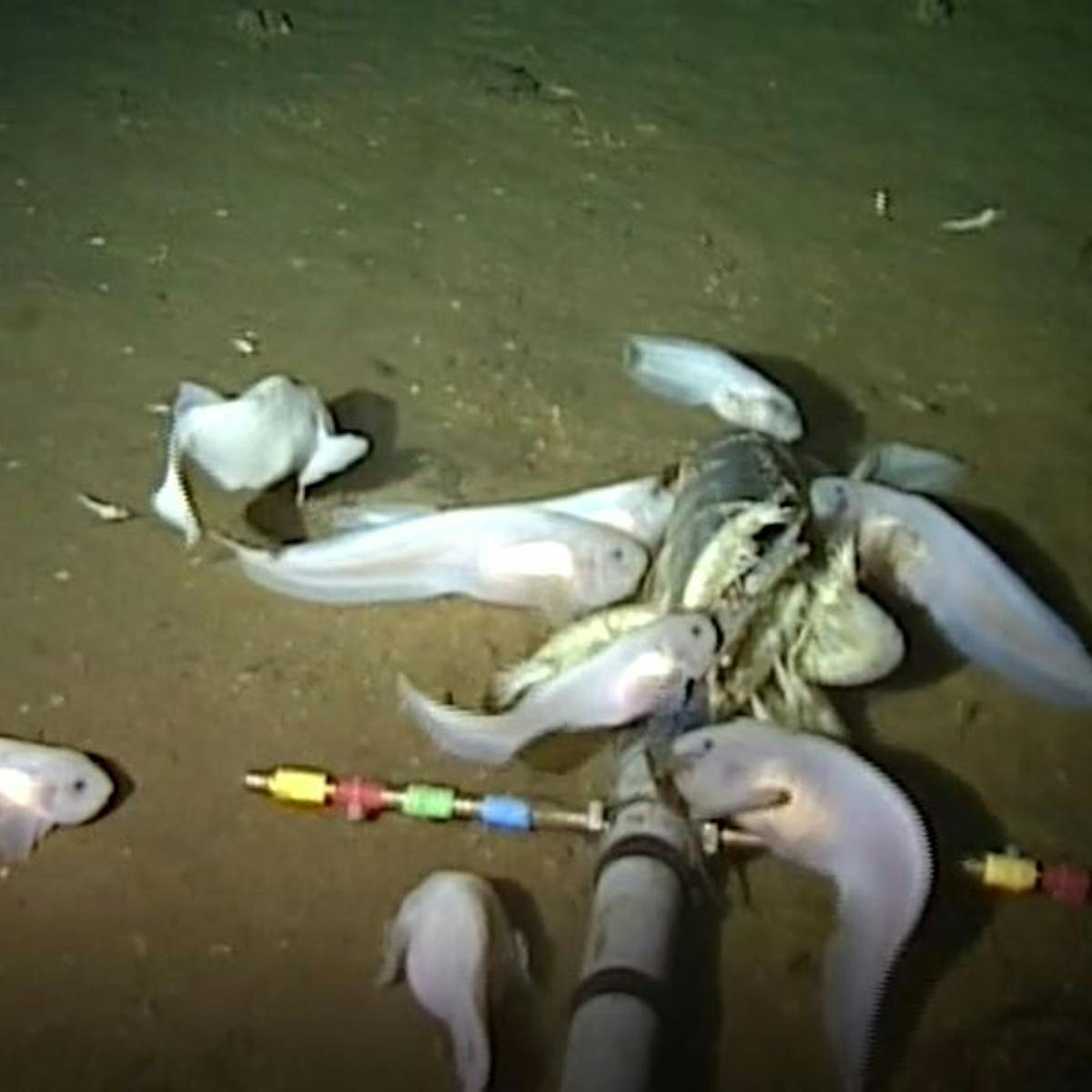 The deepest-dwelling fish in the sea is small, pink and delicate