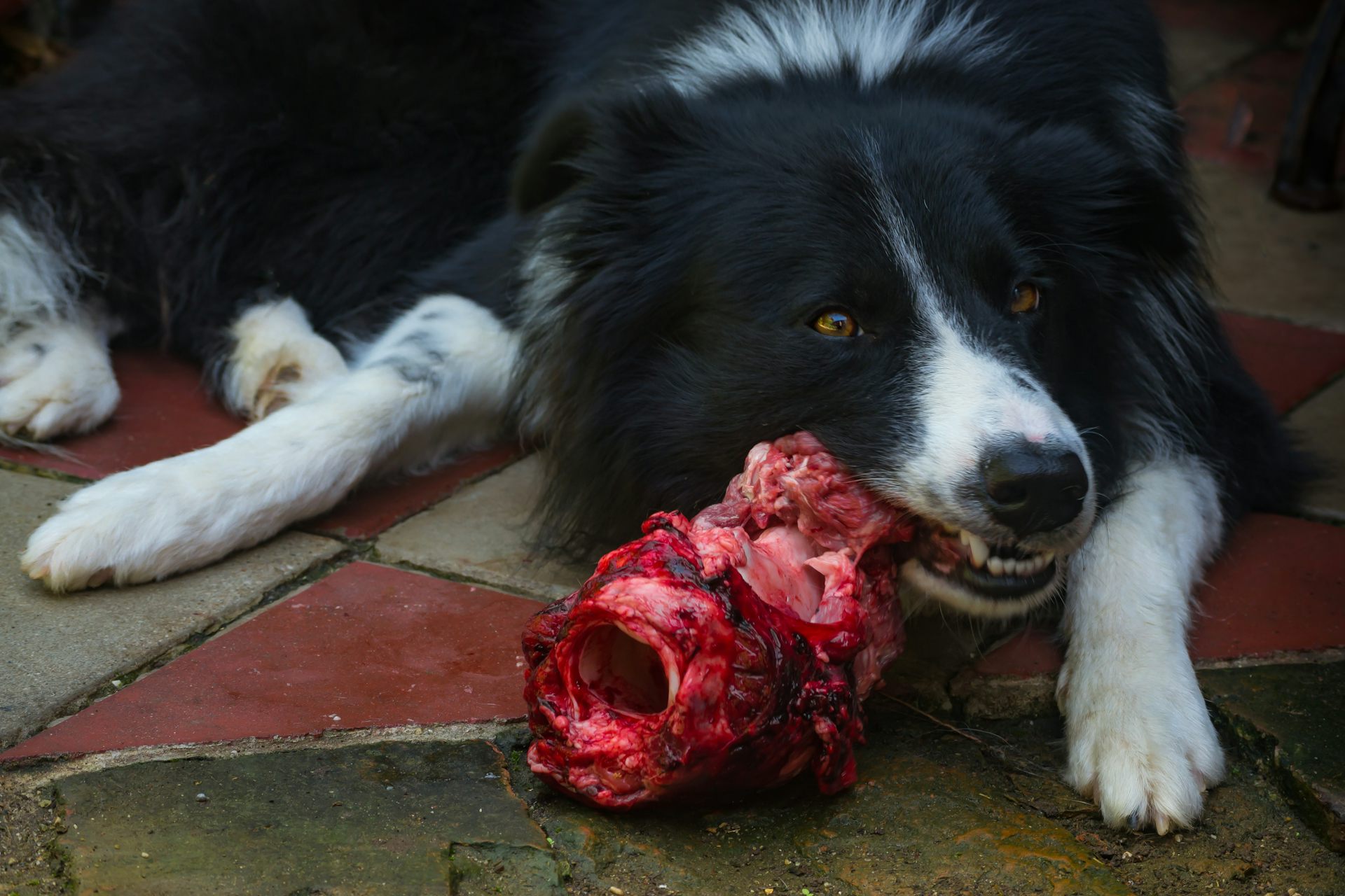 is it safe to feed dogs raw meat