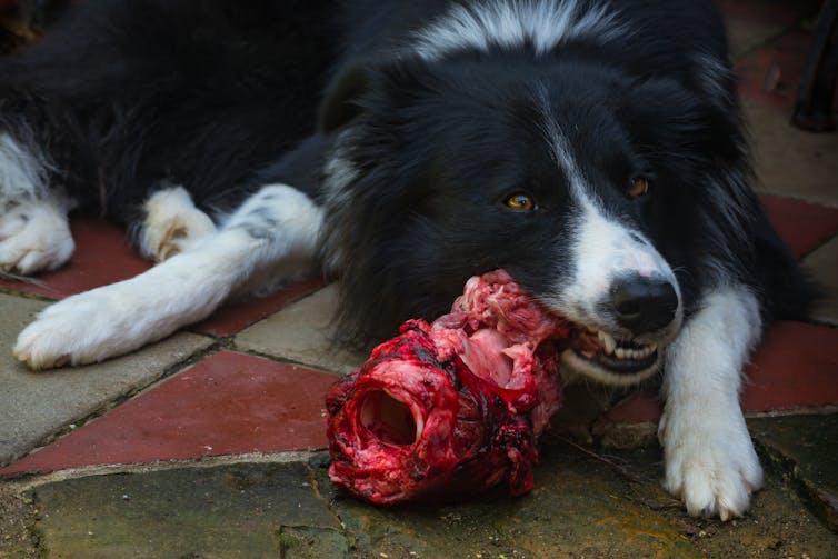 dog eating raw meat