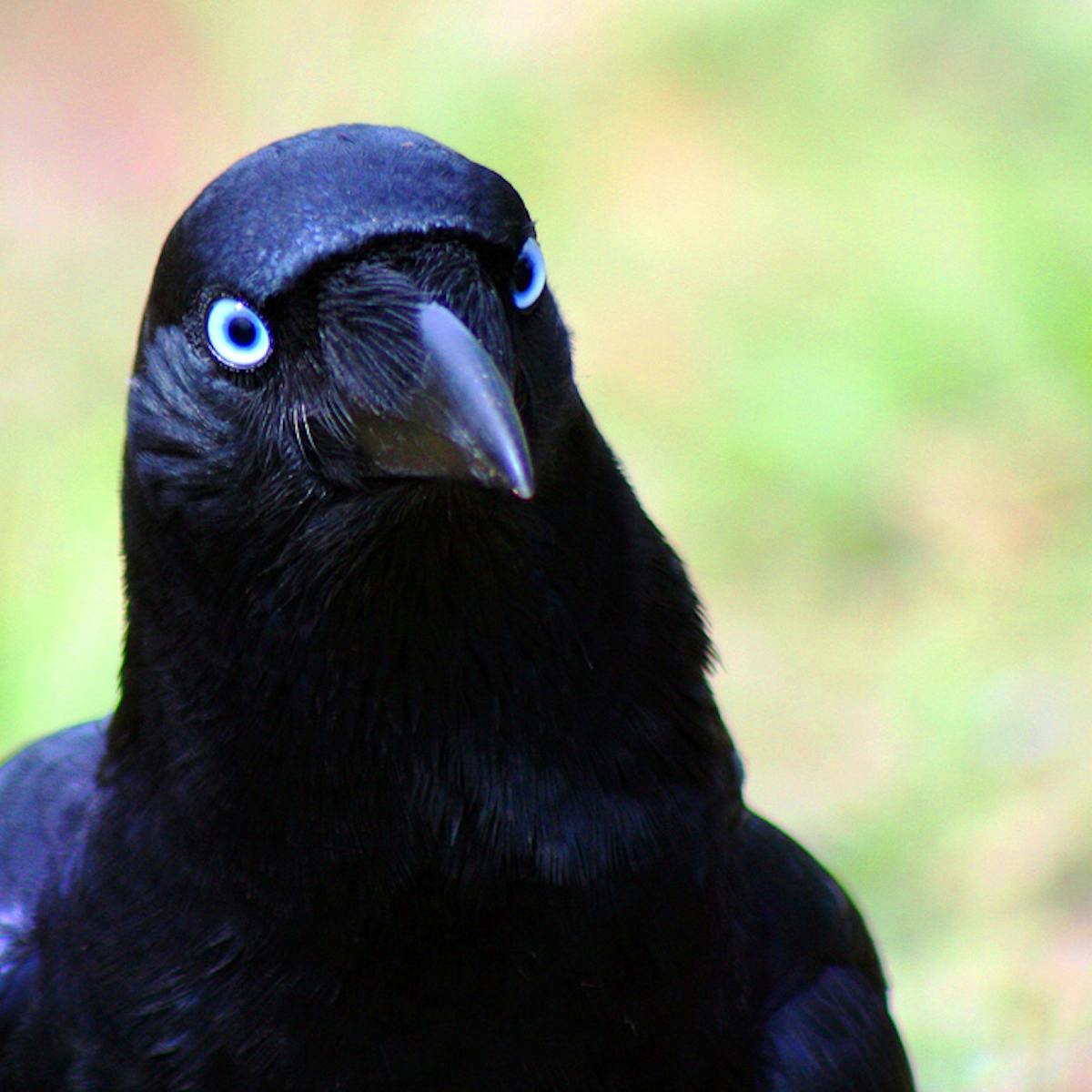 Crow tame how to a How to