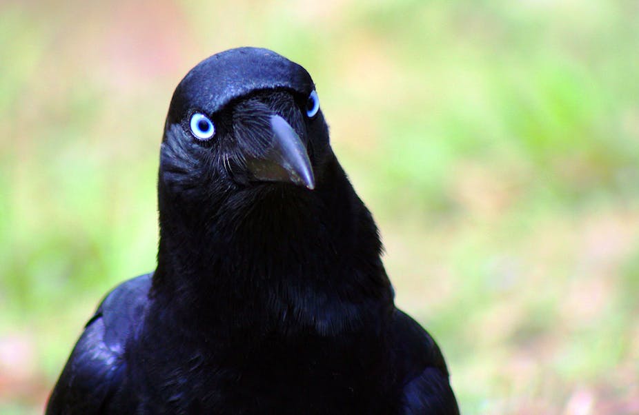 Never Cross A Crow It Will Remember Your Face