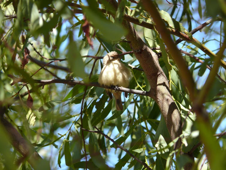 Friday essay: species sightings