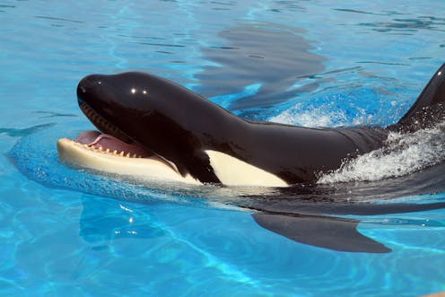 Talking Killer Whale Reveals Orcas Can Learn To Mimic Human Speech