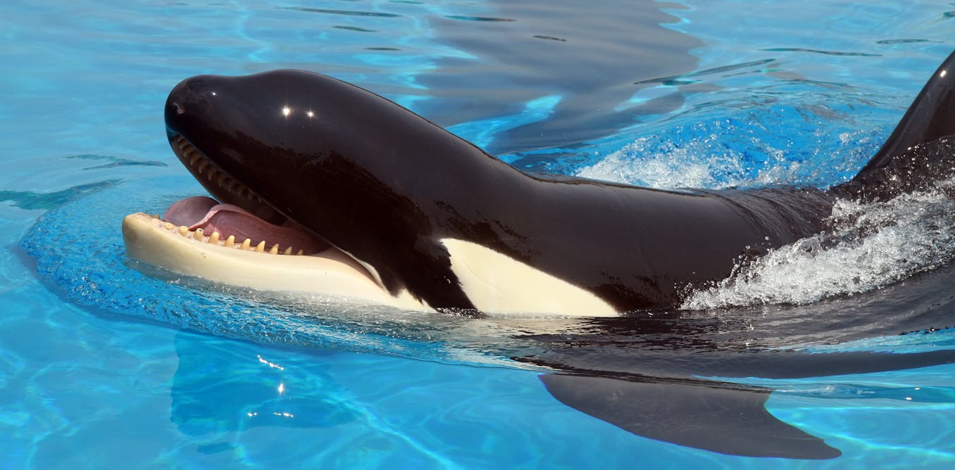 Talking' killer whale reveals orcas can learn to mimic human speech