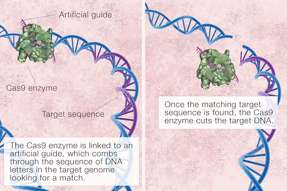 What is CRISPR gene editing, and how does it work?