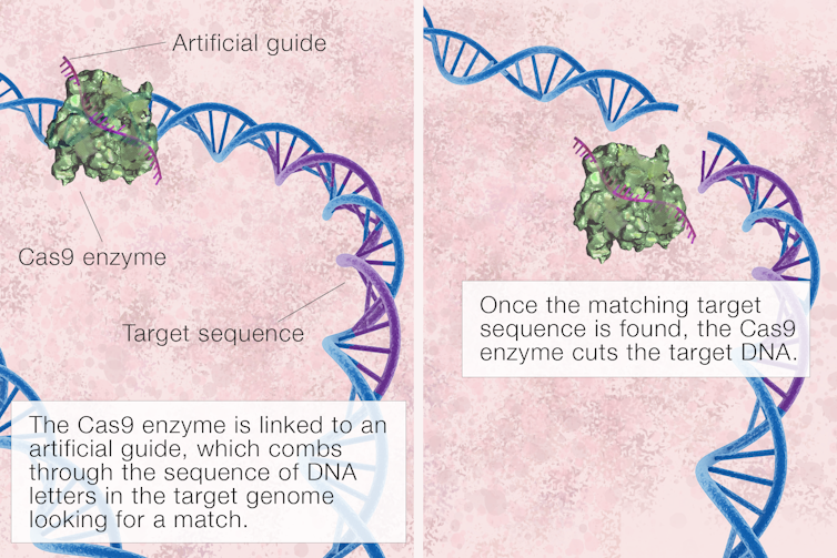 What is CRISPR gene editing, and how does it work?