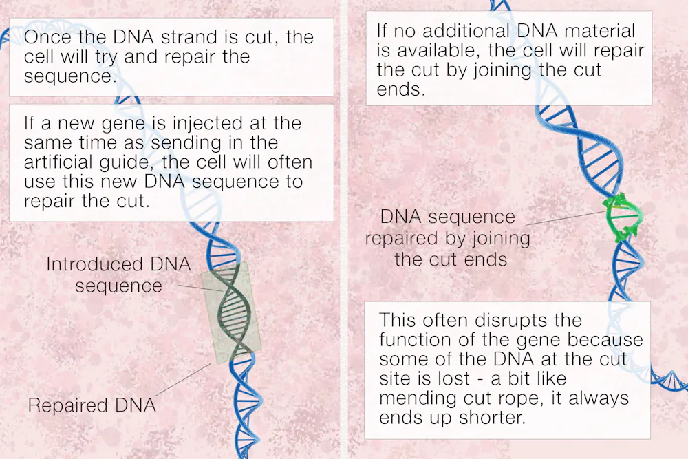 what is crispr gene editing and how
