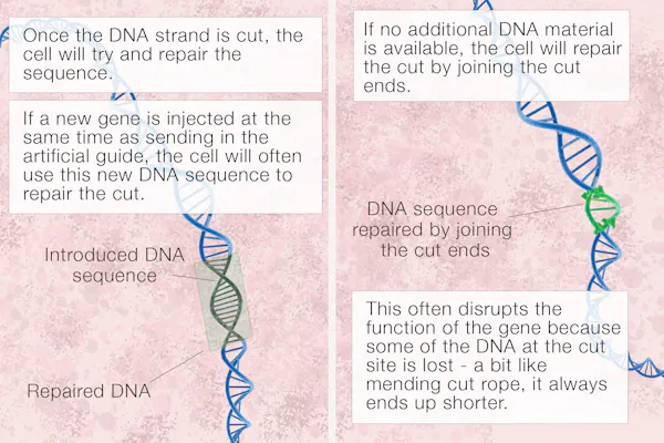 What is CRISPR gene editing, and how does it work?
