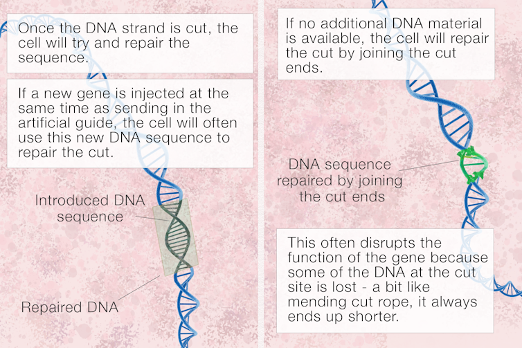 What is CRISPR gene editing, and how does it work?