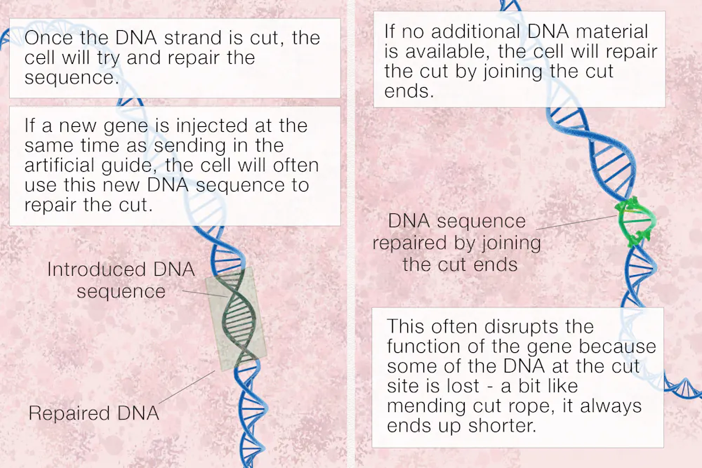 What is CRISPR gene editing, and how does it work?