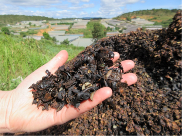 Going to ground: how used coffee beans can help your garden and your health