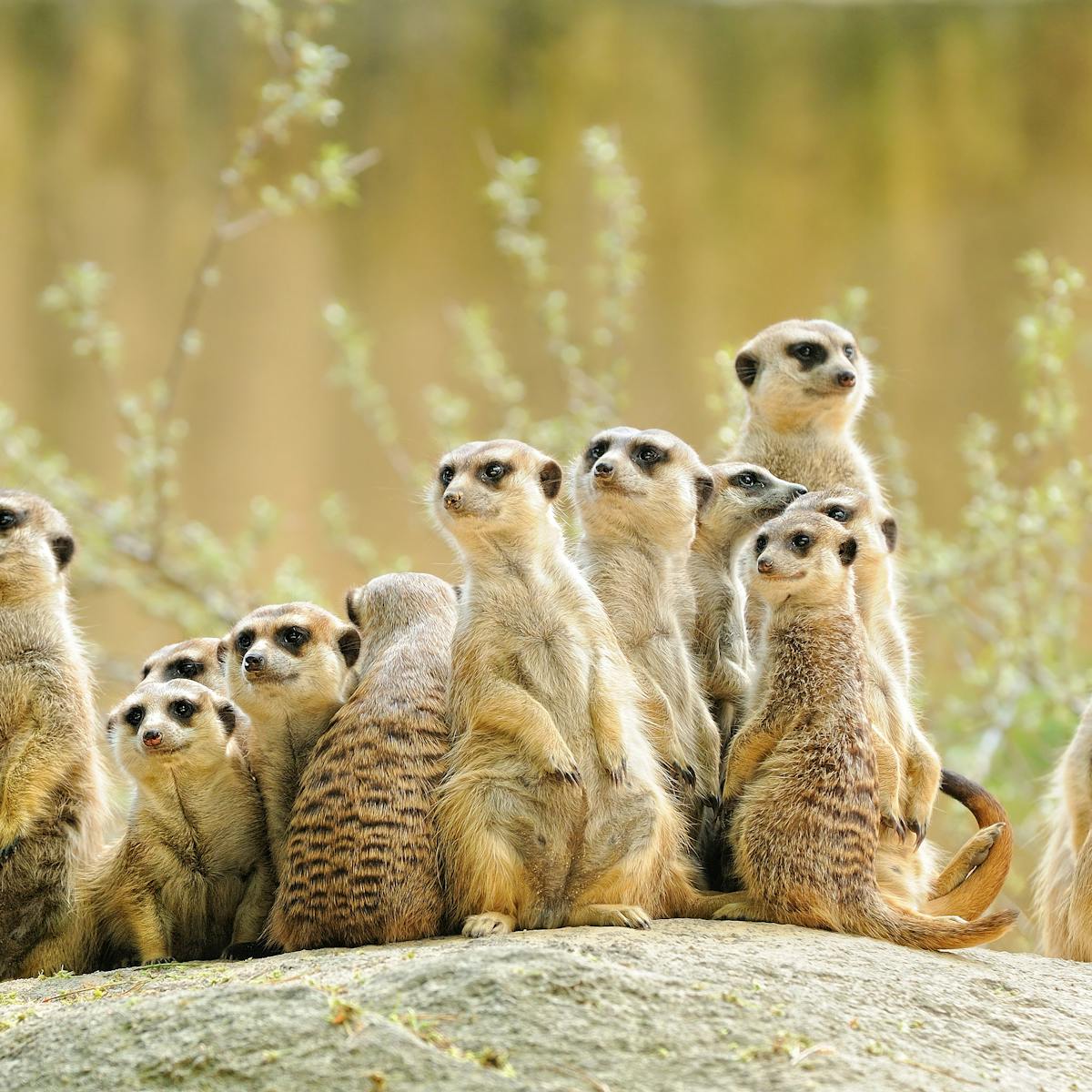 Meerkats: how we used radar to reveal the underground maze they call home