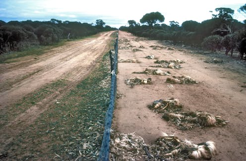 All Cost Little Benefit Wa S Barrier Fence Is Bad News