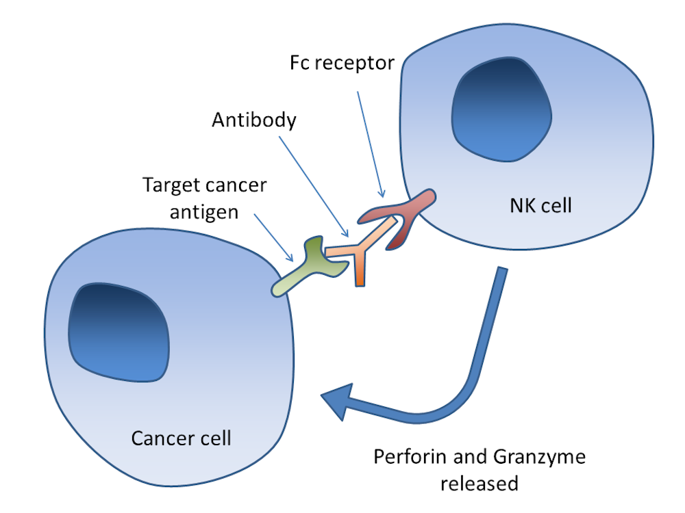 Hari Kanker Sedunia, harapan baru terapi antibodi monoklonal dari BPJS  Kesehatan