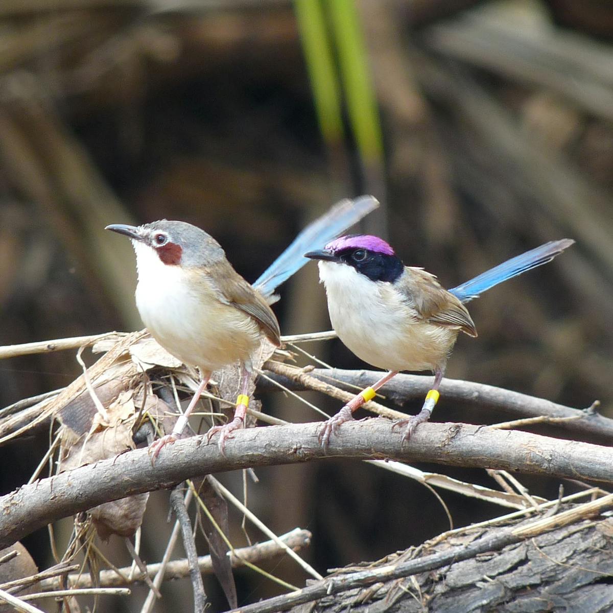 How Deep Is Your Cheep Why Songbirds Sing Their Size How Deep Is Your Cheep Why Songbirds Sing Their Size