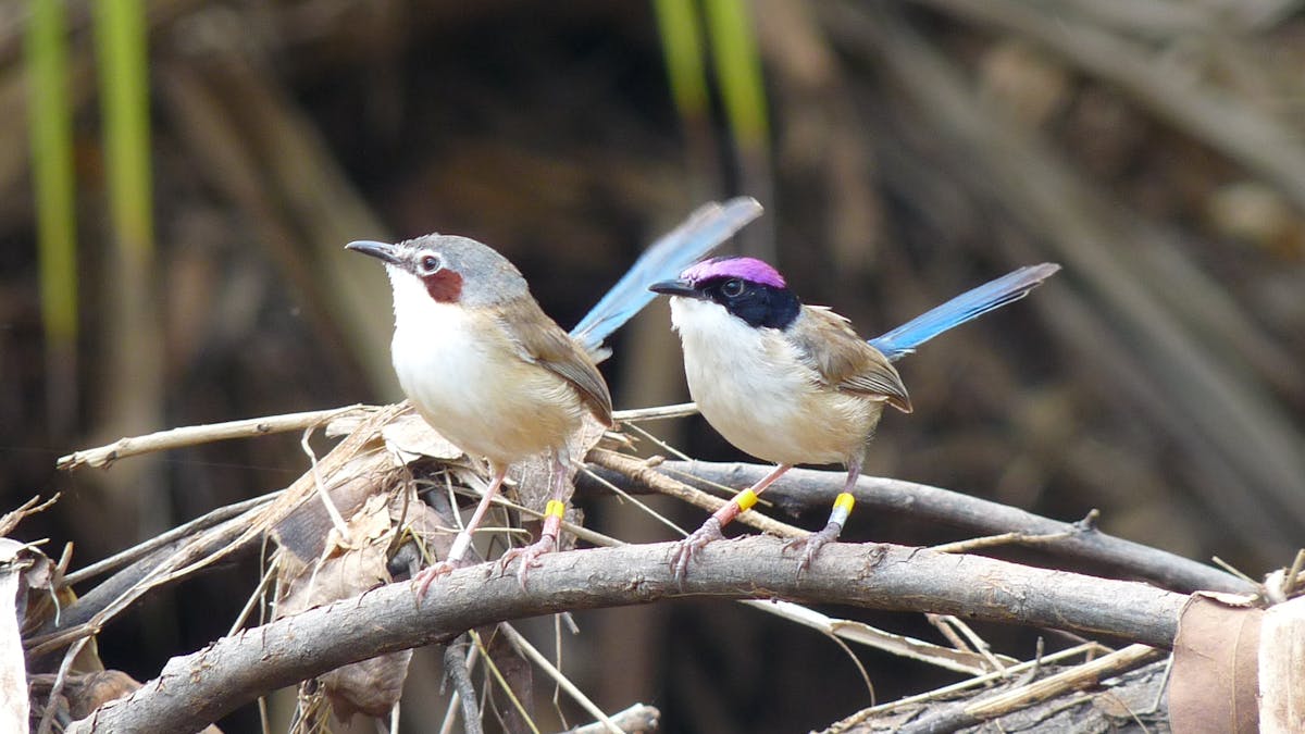 How Deep Is Your Cheep Why Songbirds Sing Their Size How Deep Is Your Cheep Why Songbirds Sing Their Size