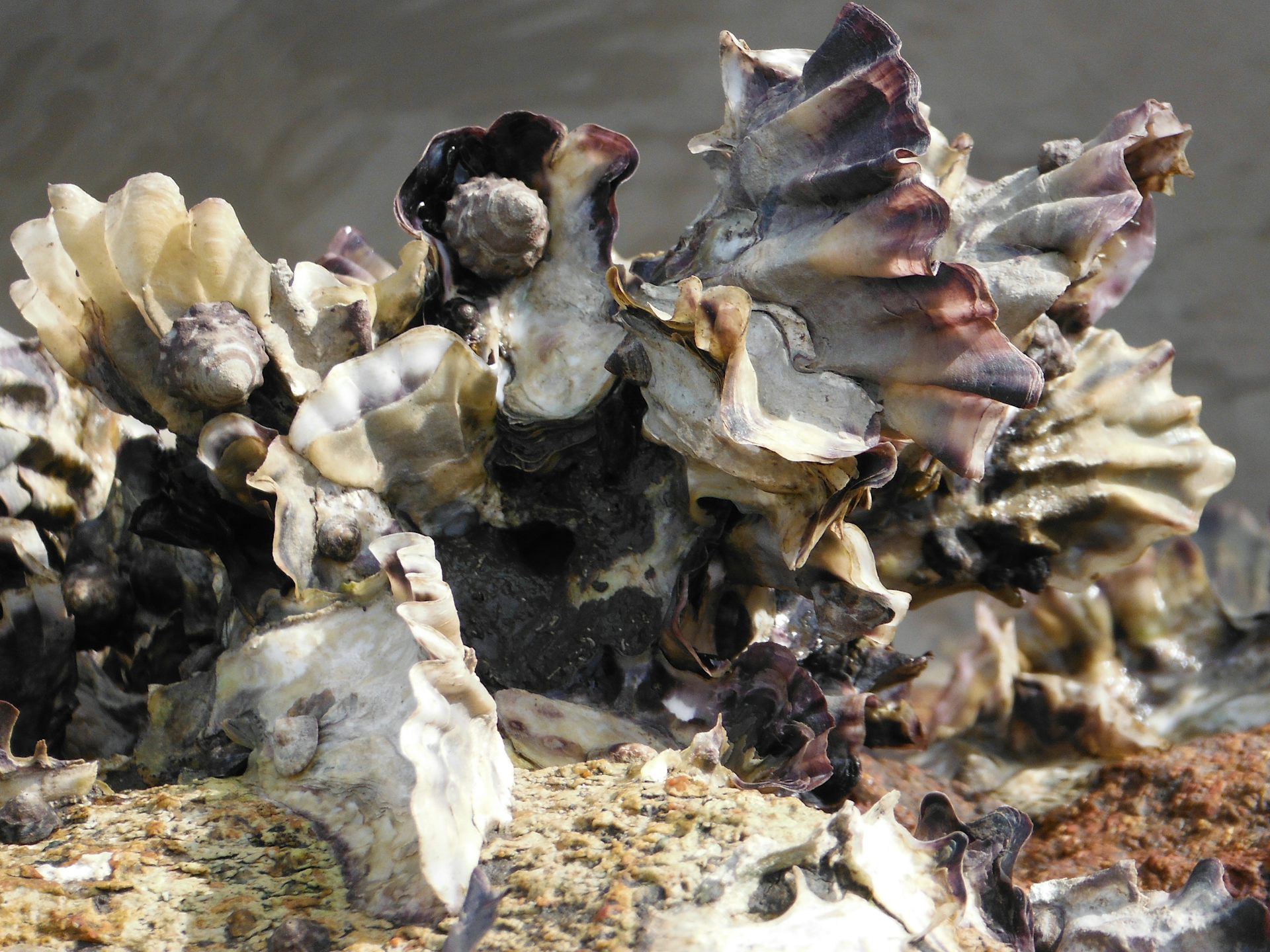 The surprising benefits of oysters (and no, it's not what you're thinking)