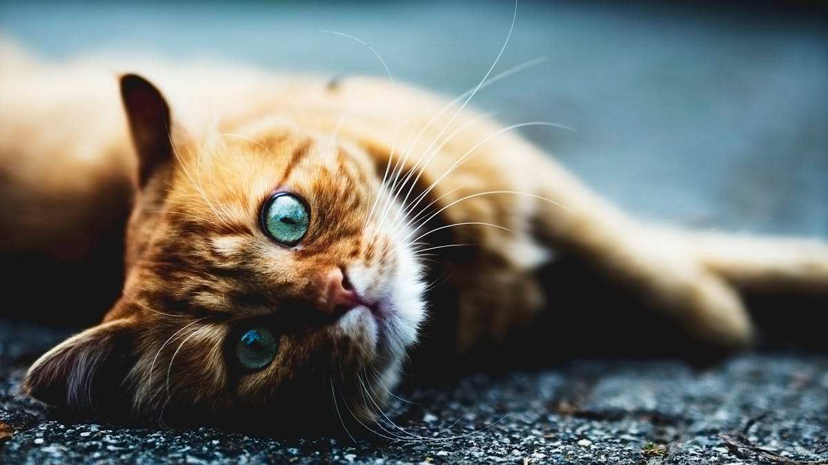 Cat Plague Is Back After Nearly 40 Years In Hiding Here S What You Need To Know Cat Plague Is Back After Nearly 40 Years In Hiding Here S What You Need To Know