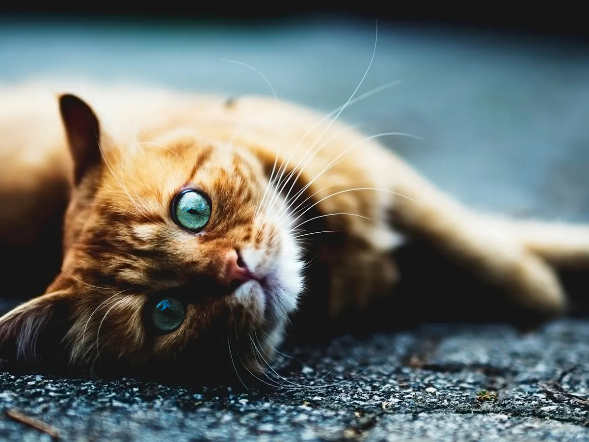Cat Plague Is Back After Nearly 40 Years In Hiding Here S What You Need To Know