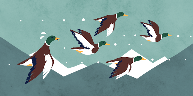 Curious Kids: Why aren’t birds pulled down by gravity while they’re flying?