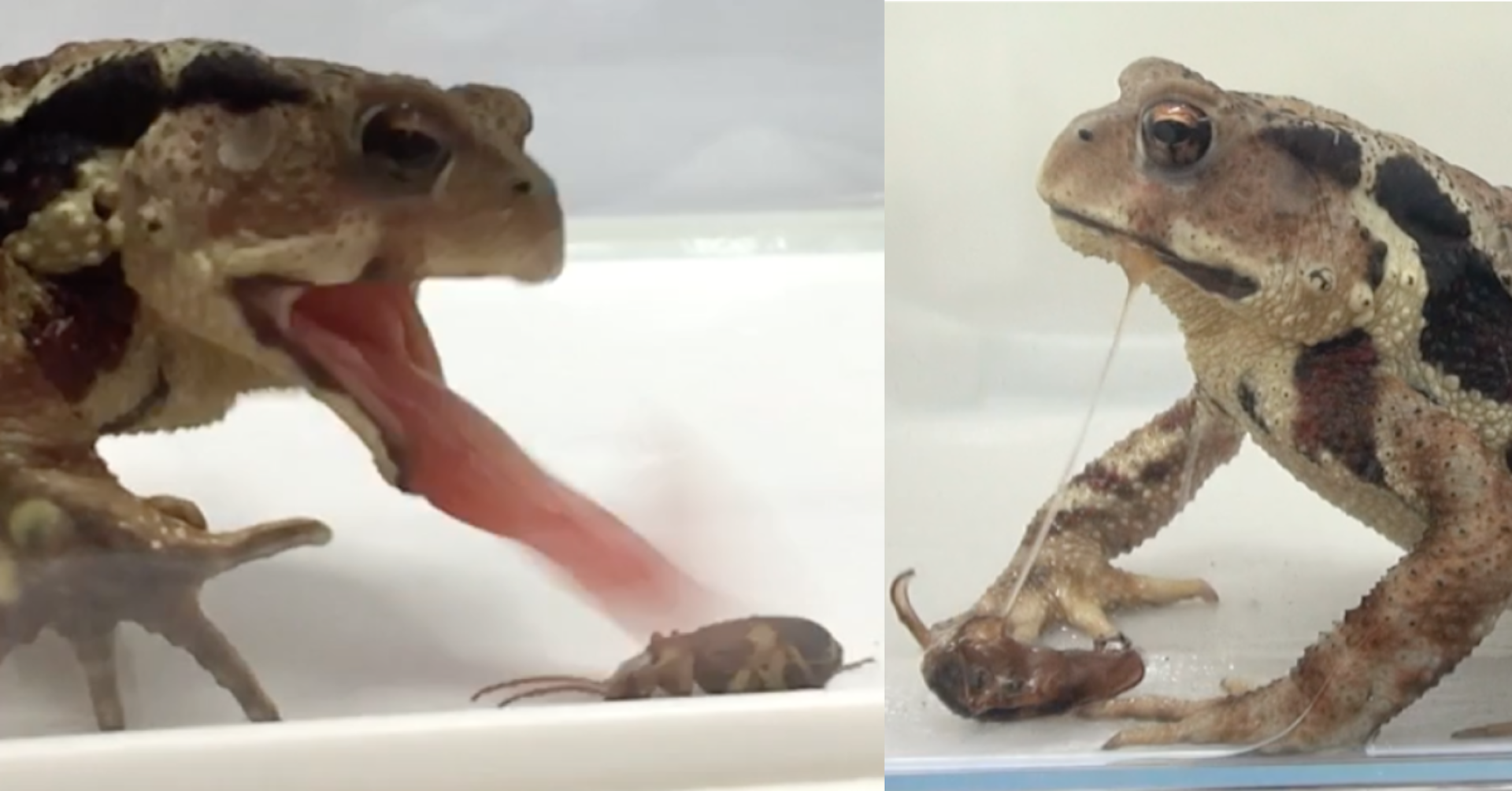 How bombardier beetles survive being eaten and other amazing animal