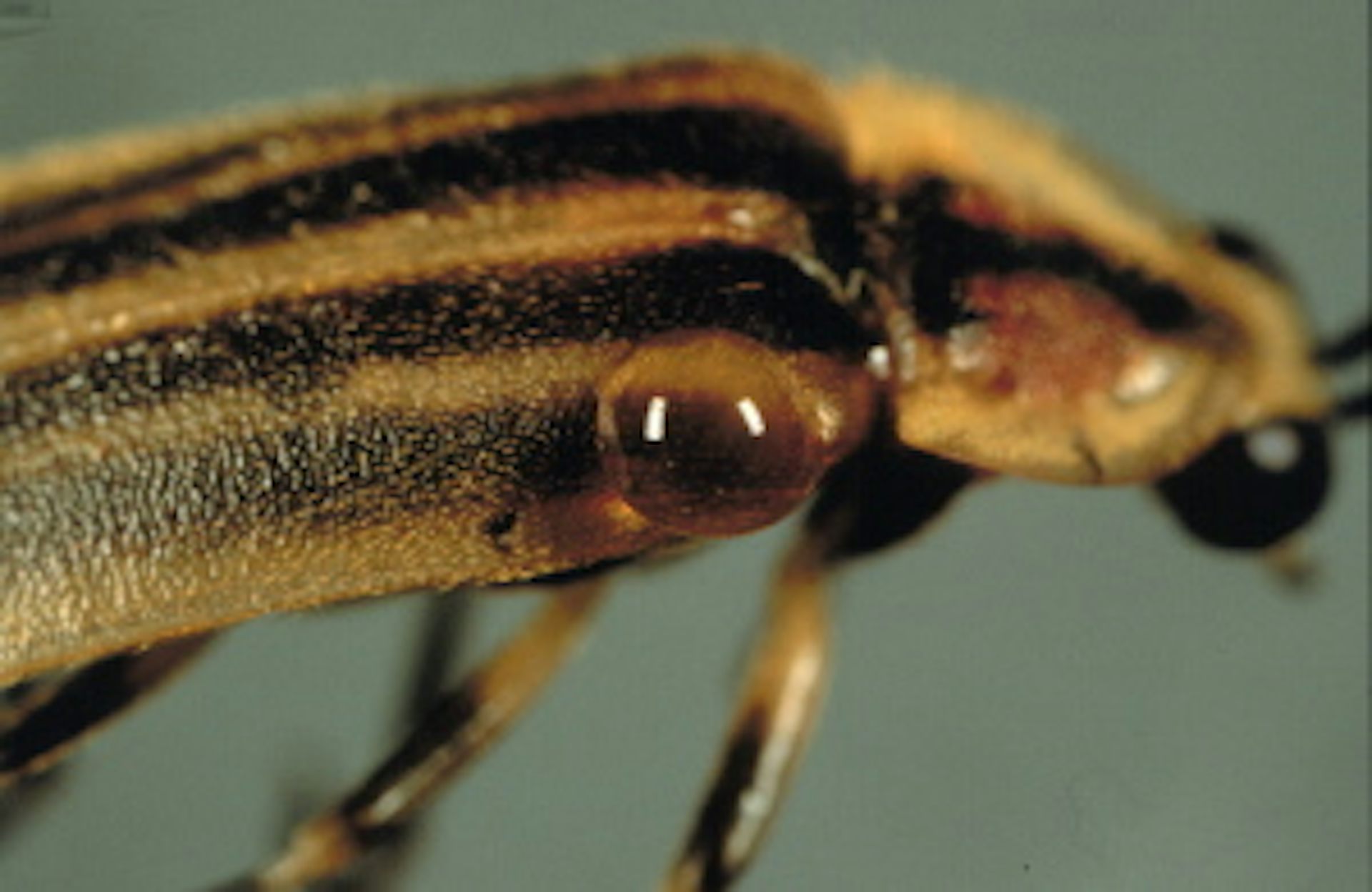 Why some fireflies become femme fatales in their race for survival