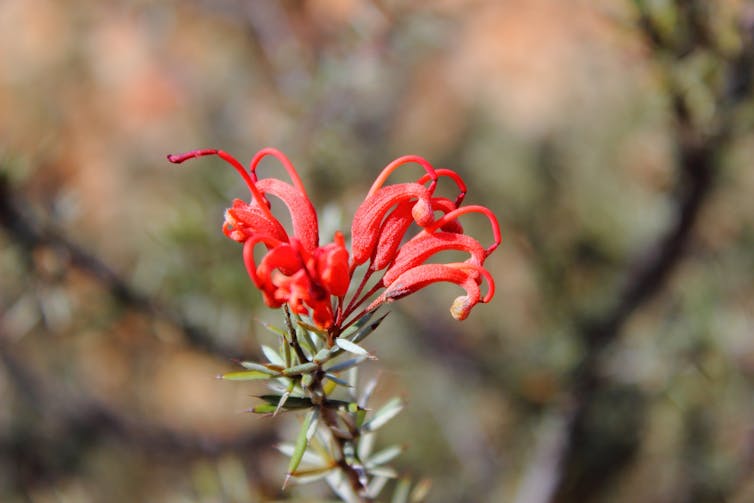 How a German migrant planted citizen science in Australia – and why it worked