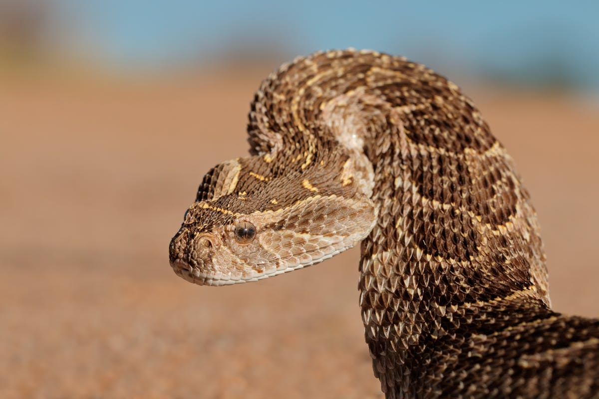 5 Ways Vipers Use Their Venom to Hunt and Defend Themselves