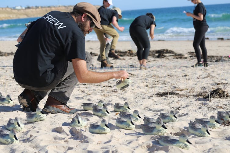 'Epic Duck Challenge' shows drones can outdo people at surveying wildlife