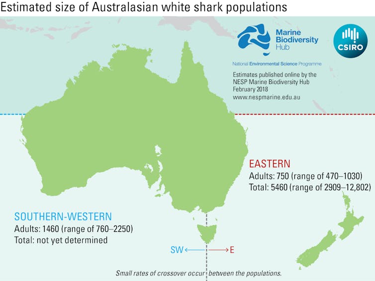 World-first genetic analysis reveals Aussie white shark numbers