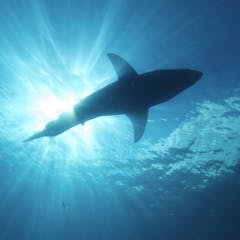 white shark research articles