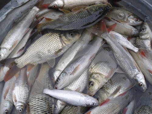Farmed fish like these carp now make an important contribution to global food security.