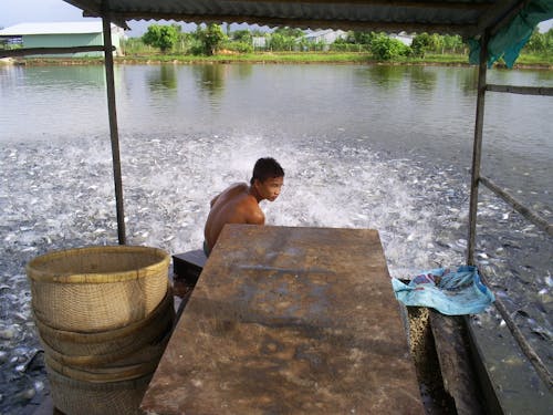 Farming pangasius catfish for export in Vietnam