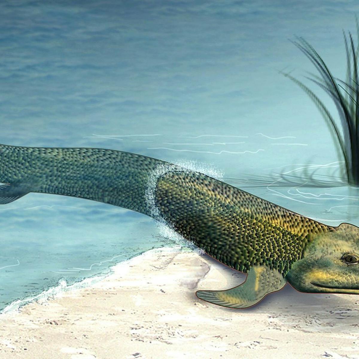 Walking Fish Help Scientists To Understand How We Left The Ocean Walking Fish Help Scientists To Understand How We Left The Ocean
