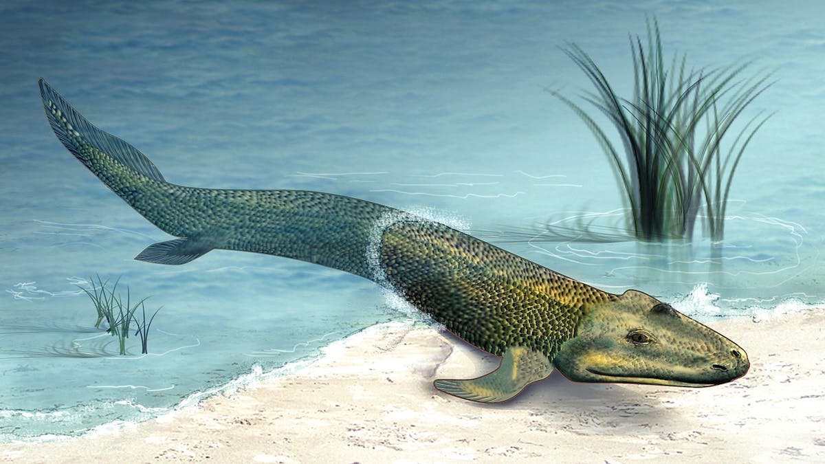 Walking Fish Help Scientists To Understand How We Left The Ocean Walking Fish Help Scientists To Understand How We Left The Ocean
