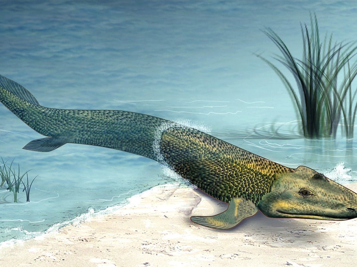 Walking Fish Help Scientists To Understand How We Left The Ocean