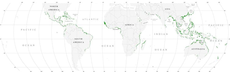 Mangroves protect coastlines, store carbon – and are expanding with climate change