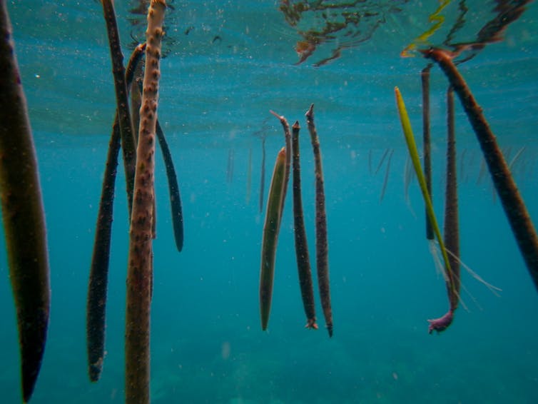 Mangroves protect coastlines, store carbon – and are expanding with climate change