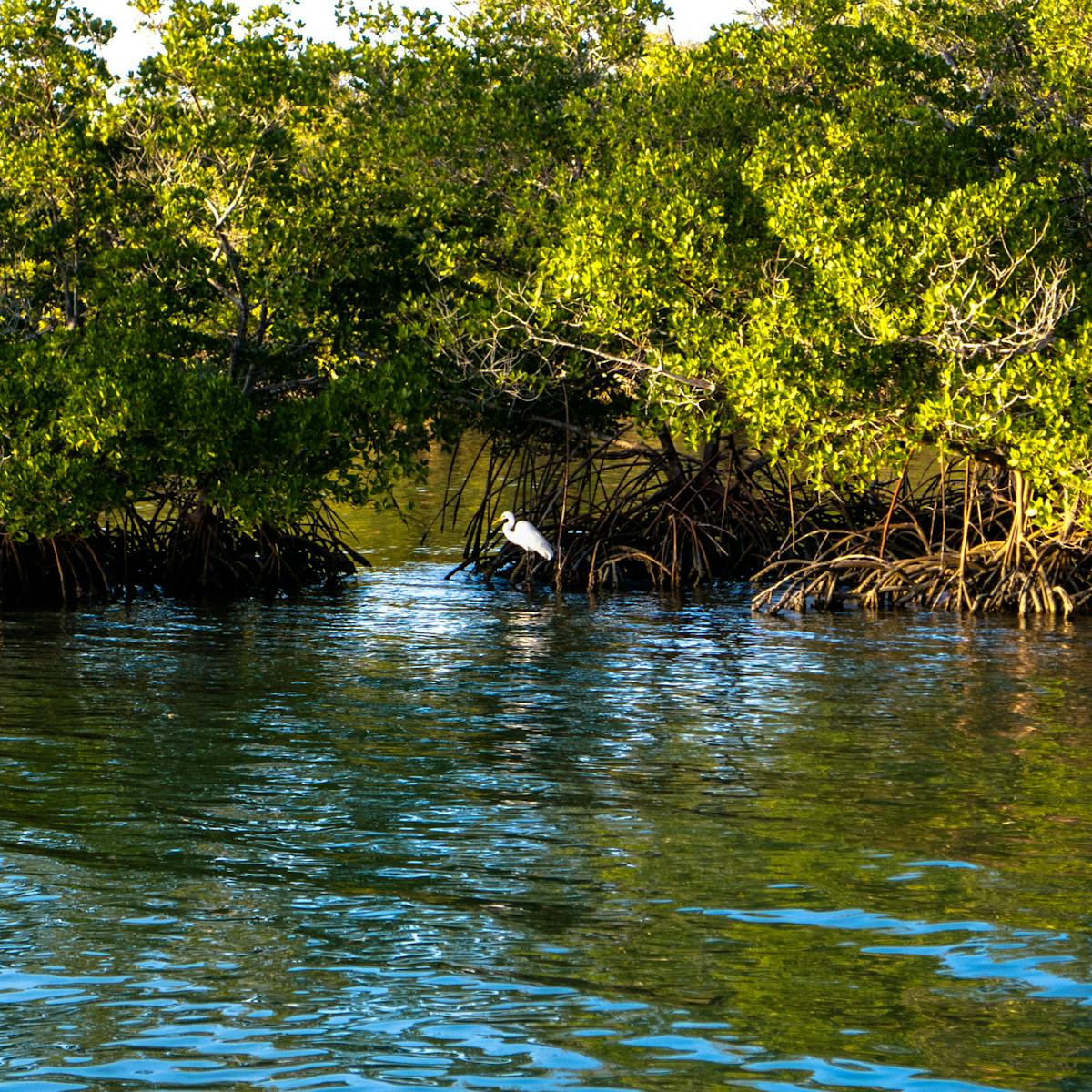 Mangroves protect coastlines, store carbon – and are expanding with climate  change