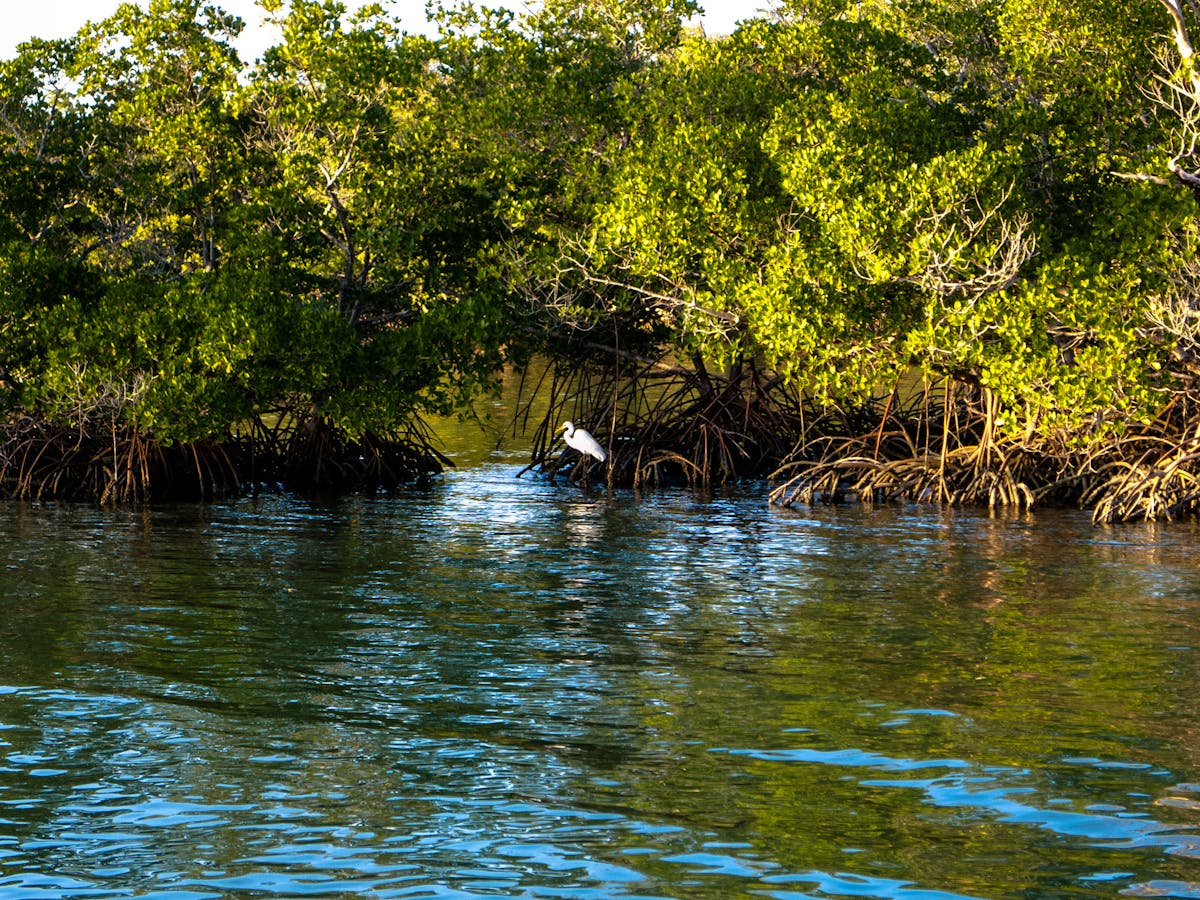 Mangroves protect coastlines, store carbon – and are expanding with climate  change