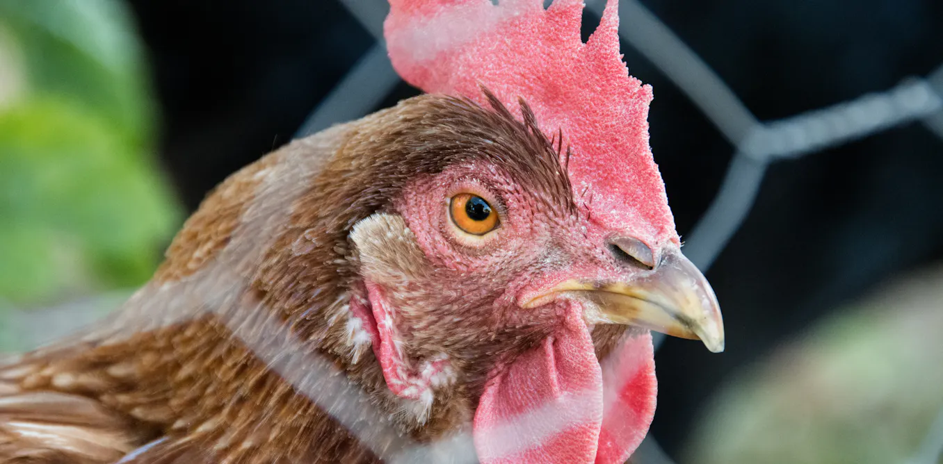 Governments Can t Be Trusted To Deliver Welfare Standards For Chickens Governments Can t Be Trusted To Deliver Welfare Standards For Chickens