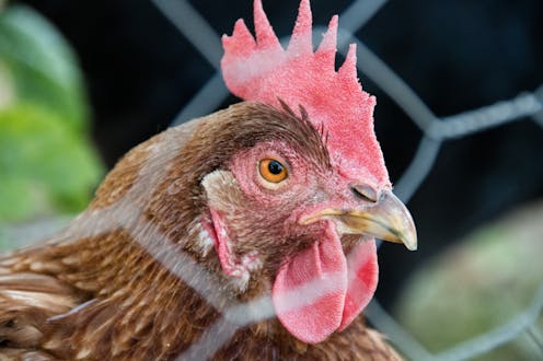 Governments can't be trusted to deliver welfare standards for chickens